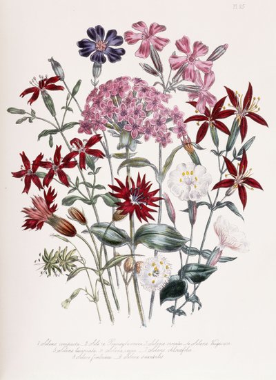 Catchfly by Jane Loudon