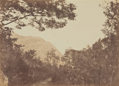 Acacia, Como by Jane Martha St. John