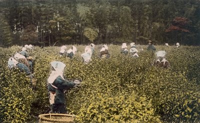 Women Picking Tea, with Male Overseer, 1890s by Japanese Photographer