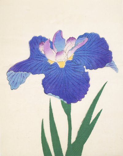 Aoi-Gata, no.30, 1898 by Japanese School