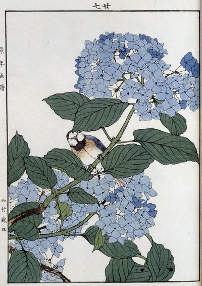 Bird in hydrangeas - Japanese print by Japanese School