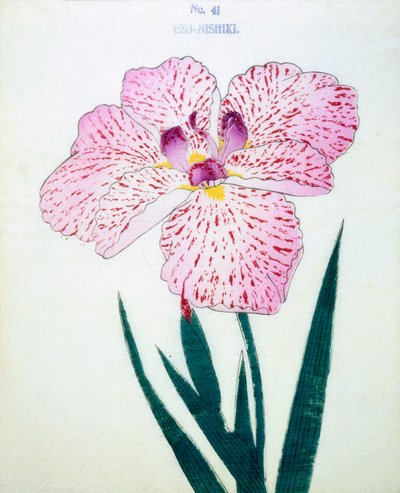 Ezo-Nishiki, no.41, 1898 by Japanese School