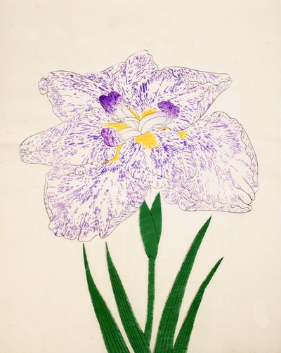 Yamato-Nishiki, No. 31 by Japanese School