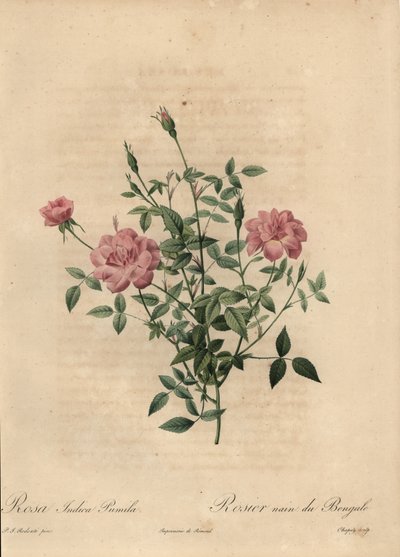 Pink Miniature China Rose, Rosa Chinensis by Jean Baptiste Chapuy