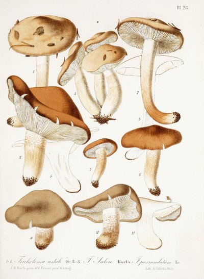 Fungi by Jean Baptiste Barla