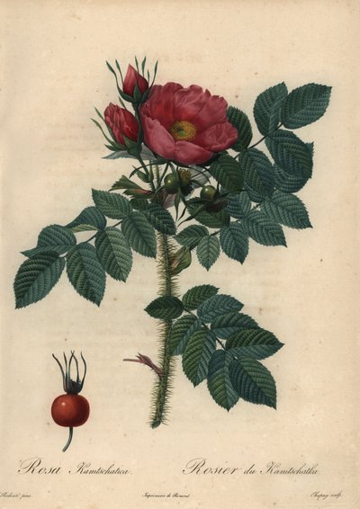 Crimson Japanese Rose; Rosa Rugosa by Jean Baptiste Chapuy