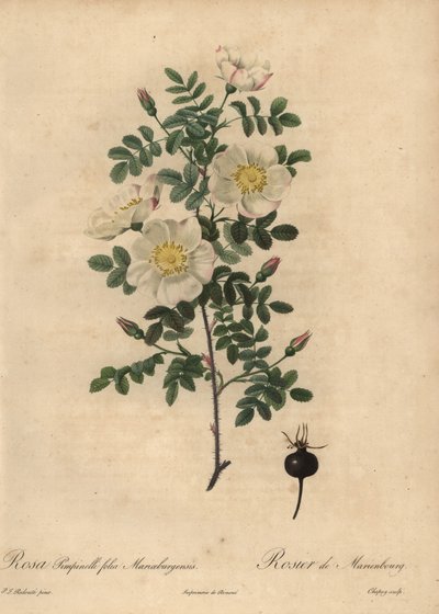 Marienbourg’s burnet rose, Rosa pimpinellifolia Mariaeburgensi by Jean Baptiste Chapuy