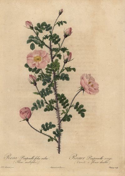 Pink Burnet rose, Rosa pimpinellifolia by Jean Baptiste Chapuy