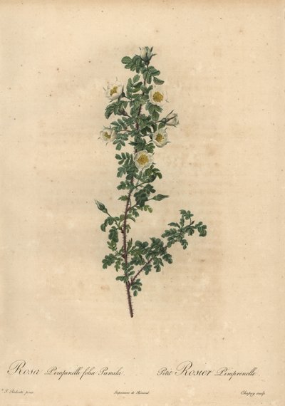 White Burnet Rose, Rosa Pimpinellifolia Pumila by Jean Baptiste Chapuy