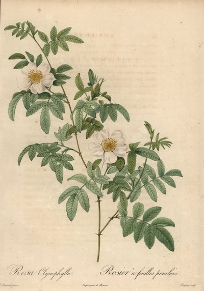 White Rose, Rosa Clynophylla by Jean Baptiste Chapuy