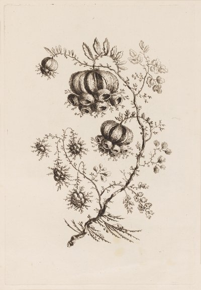 Flower Branch, from "Fleures Persannes" by Jean Baptiste Pillement