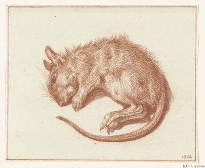 Dead Rat by Jean Bernard