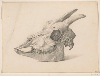 Skull of a Goat by Jean Bernard