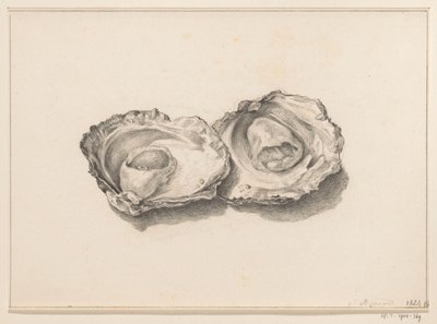 Two opened oysters by Jean Bernard