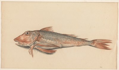 Fish by Jean Bernard
