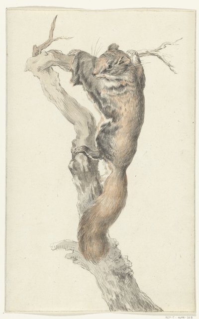 Flying Squirrel on a Branch by Jean Bernard