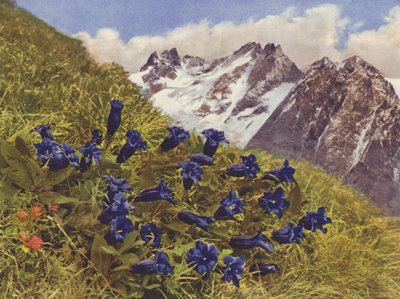 Switzerland: Gentian by Jean Gaberell