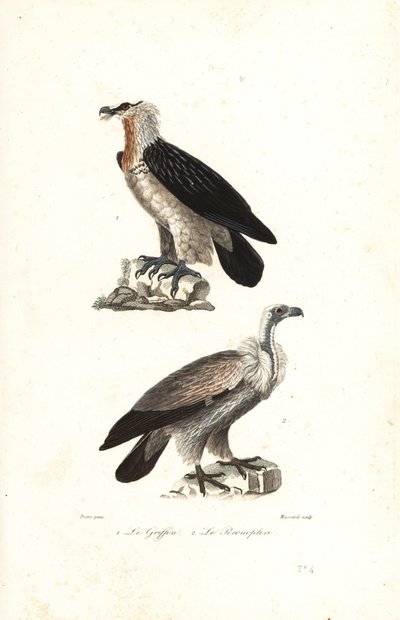 Bearded Eagle and Eurasian Griffon by Jean Gabriel (after) Pretre