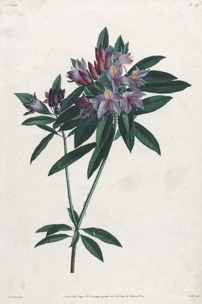 Pontic Rhododendron by Jean Louis Prevost
