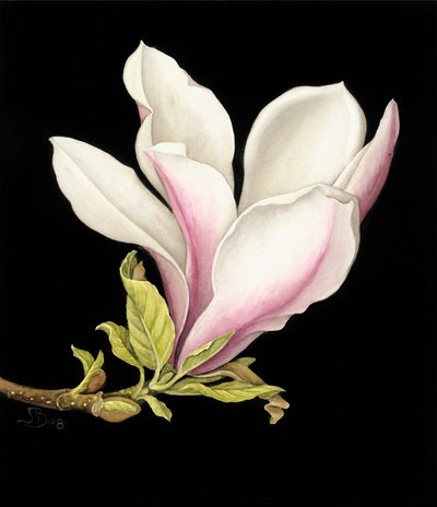 Magnolia by Jenny Barron