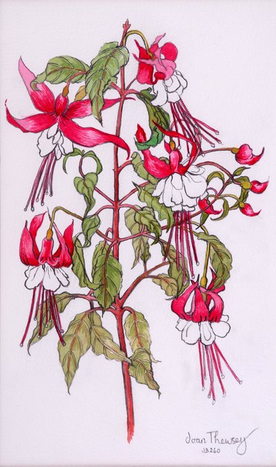 Fuchsias by Joan Thewsey