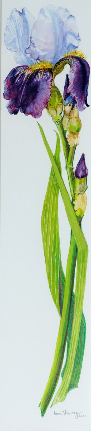 Iris with Three Buds by Joan Thewsey