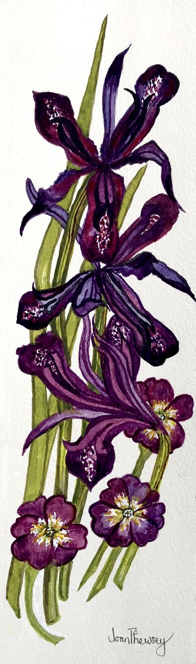 Irises and Primroses by Joan Thewsey