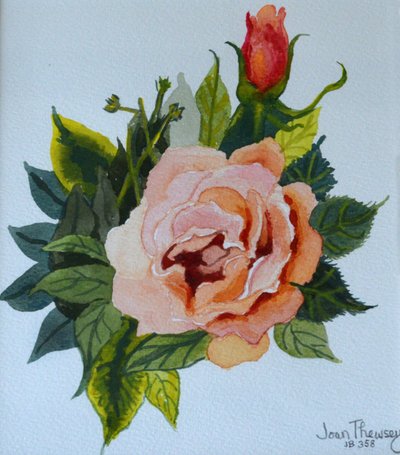 Pink Rose and Bud, 1986 by Joan Thewsey