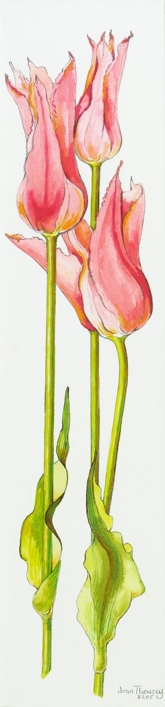 Three Red Lily-Flowered Tulips Marianne by Joan Thewsey