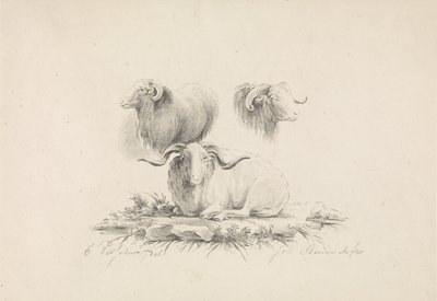 Studies of a Ram by Joannes Bemme