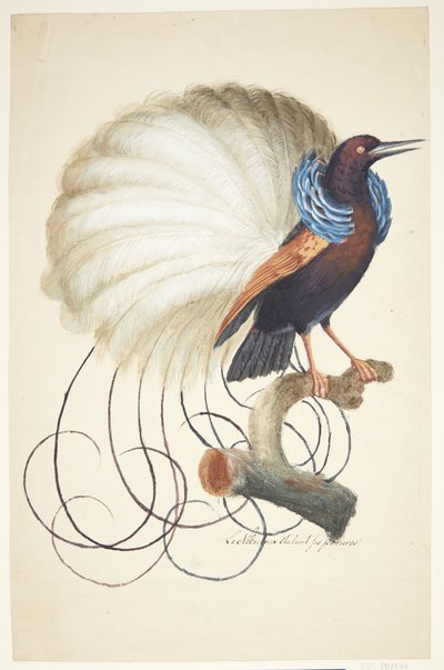 Exotic Bird by Johan Christian Ernst Walter