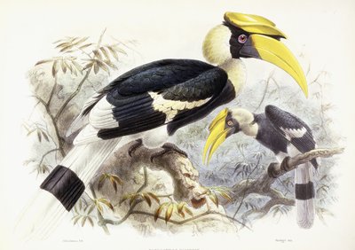 Dichocerus Bicornis, 1876-1882 by Johan Gerard Keulemans