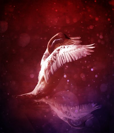 Bird Kingdom 7 (bloodline) by Johan Lilja