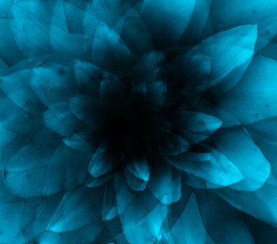 Flower Blue by Johan Lilja