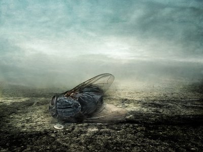 Fly, 2013 by Johan Lilja