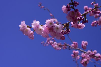 Lilac by Johan Lilja