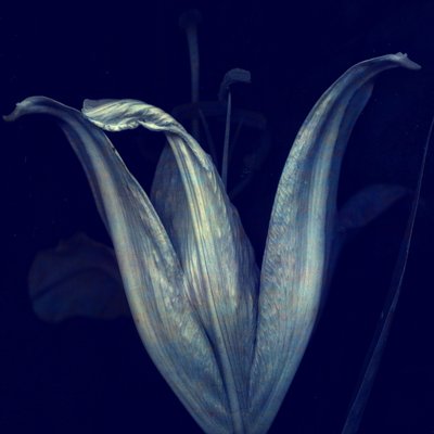 Lily 1, 2018 by Johan Lilja
