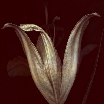 Lily 2 by Johan Lilja