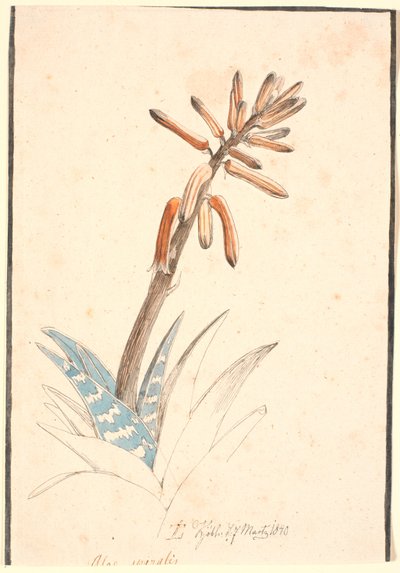 Blooming Aloe by Johan Thomas Lundbye