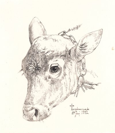 A Calf