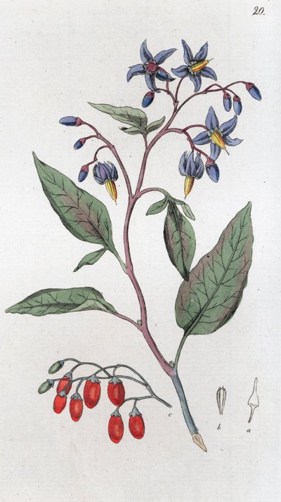 Bittersweet (Solanum dulcamara) by Johan Wilhelm Palmstruch