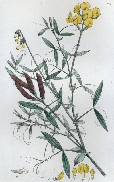 Meadow Vetchling Lathyrus Pratensis by Johan Wilhelm Palmstruch