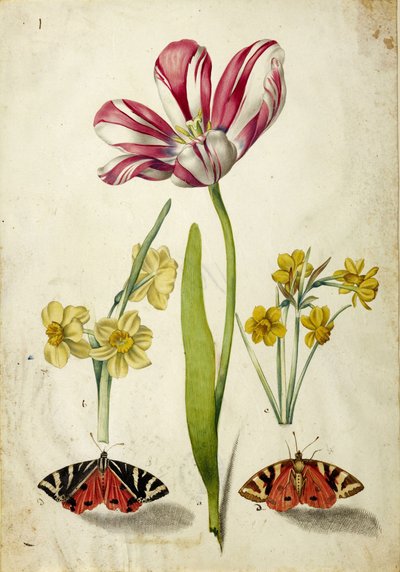 Tulip, Narcissus and Butterflies, c. 1660 by Johann Bartholomäus Braun