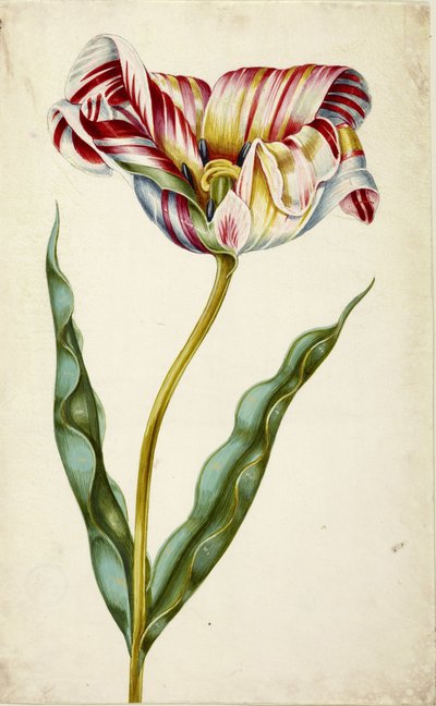 Tulip by Johann Bartholomäus Braun