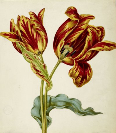 Tulip by Johann Bartholomäus Braun