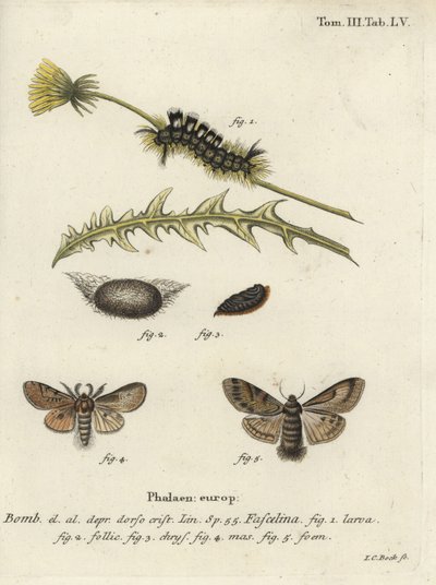 Dark Tussock, Dicallomera Fascelina by Johann Carl Bock