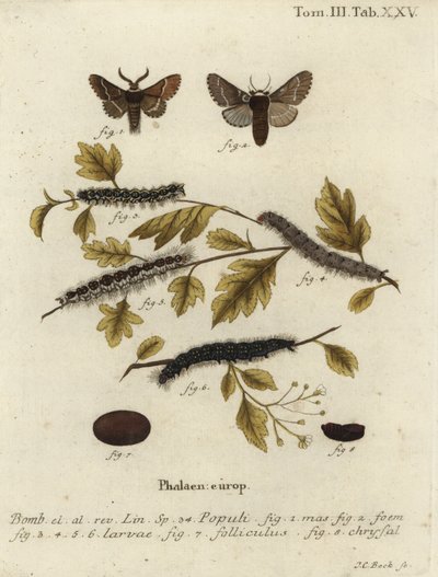 December Moth, Poecilocampa Populi by Johann Carl Bock