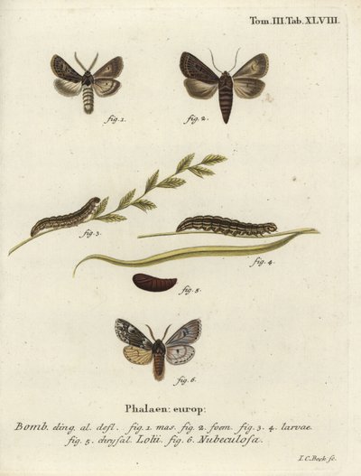 Feathered Gothic and Rannoch Sprawler Moths by Johann Carl Bock