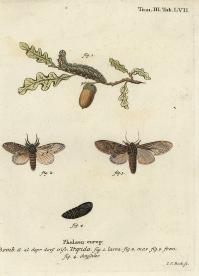 Great Prominent, Peridea Anceps by Johann Carl Bock