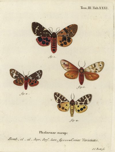 Great tiger moth varieties, Arctia caja by Johann Carl Bock